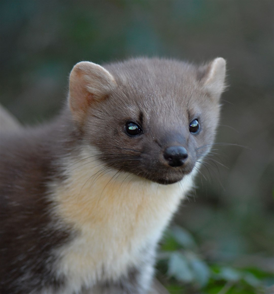 The pine marten is a cute looking but formidable predator.