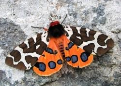The garden tiger moth which is still widespread in parts of the Highlands.