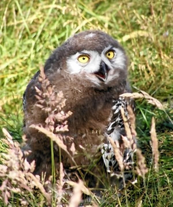 The first snowy owl to be hatched at the wildlife park