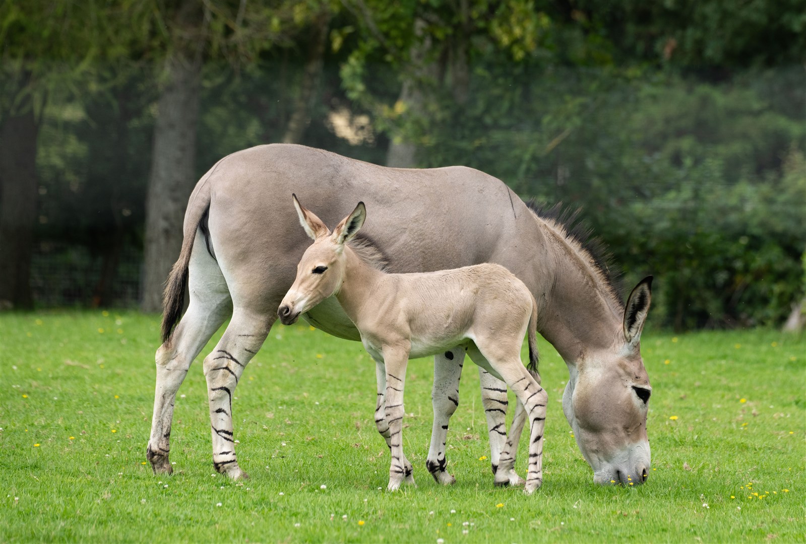 The foal seen with mother Nadifa in the paddock (Marwell Zoo/PA)