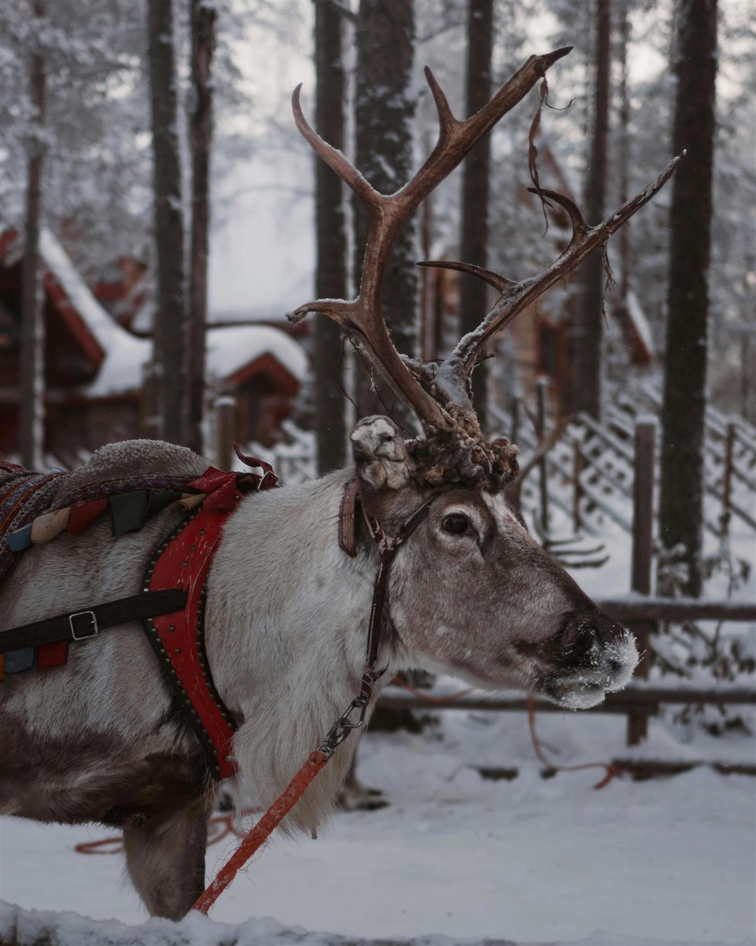 Trip goers will be able to meet Santa and his Reindeers. Picture: Ahmet Yüksek/Pexels.