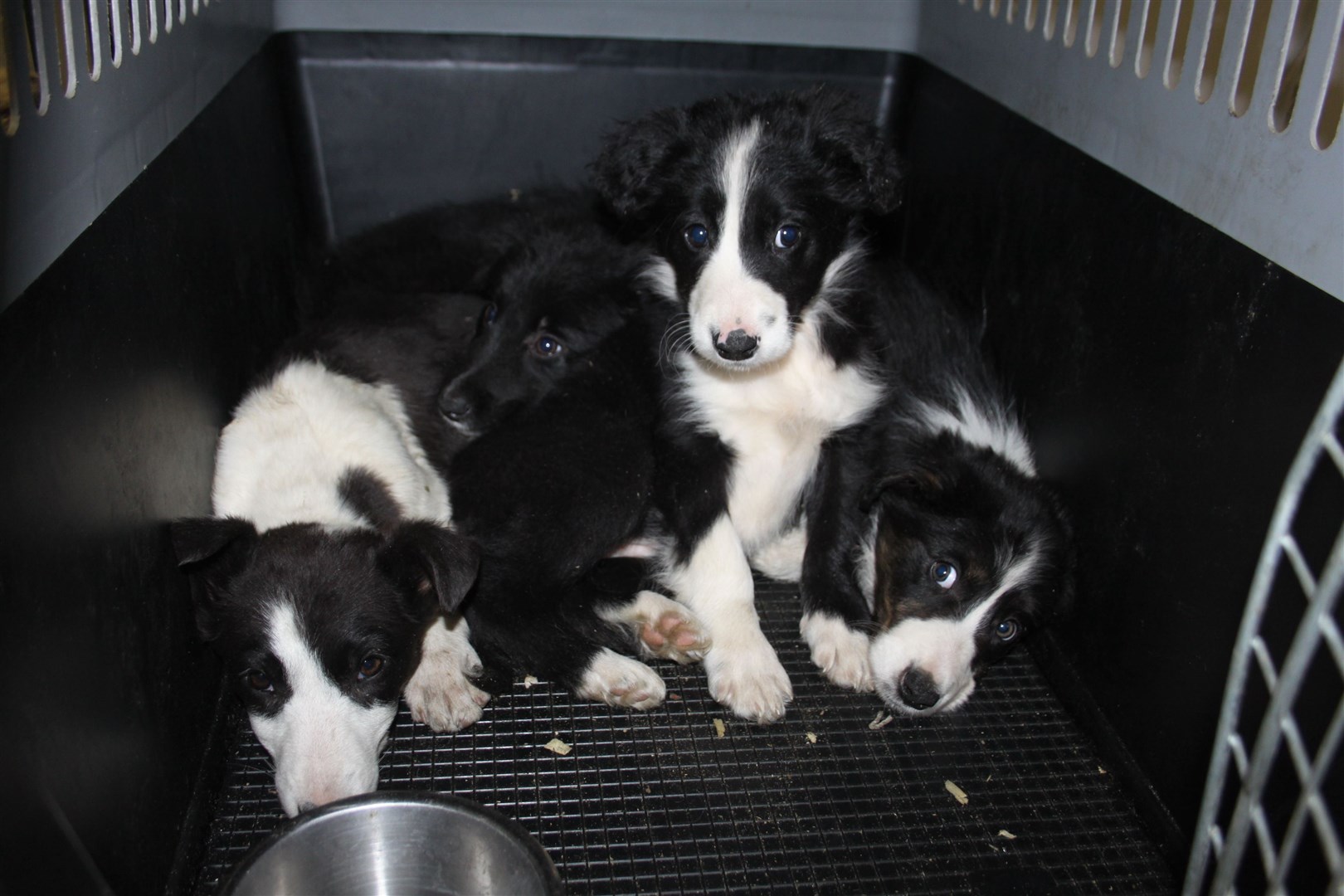 New-born dogs raised in illegal puppy farms are often left in small cages and suffer ill-health as a consequence.