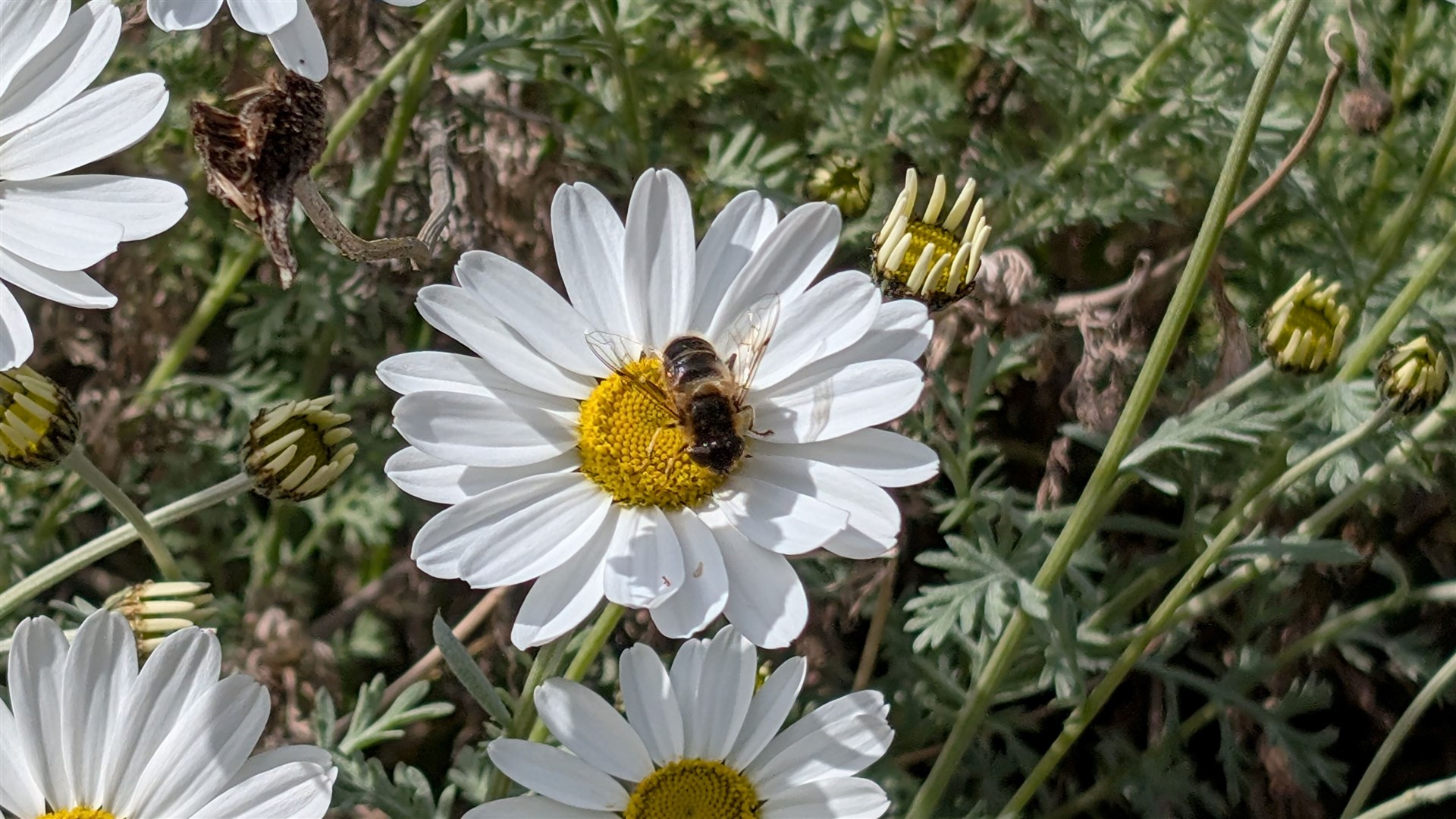 Pollinators need as much help as we can give them. Picture: Richard McKay.