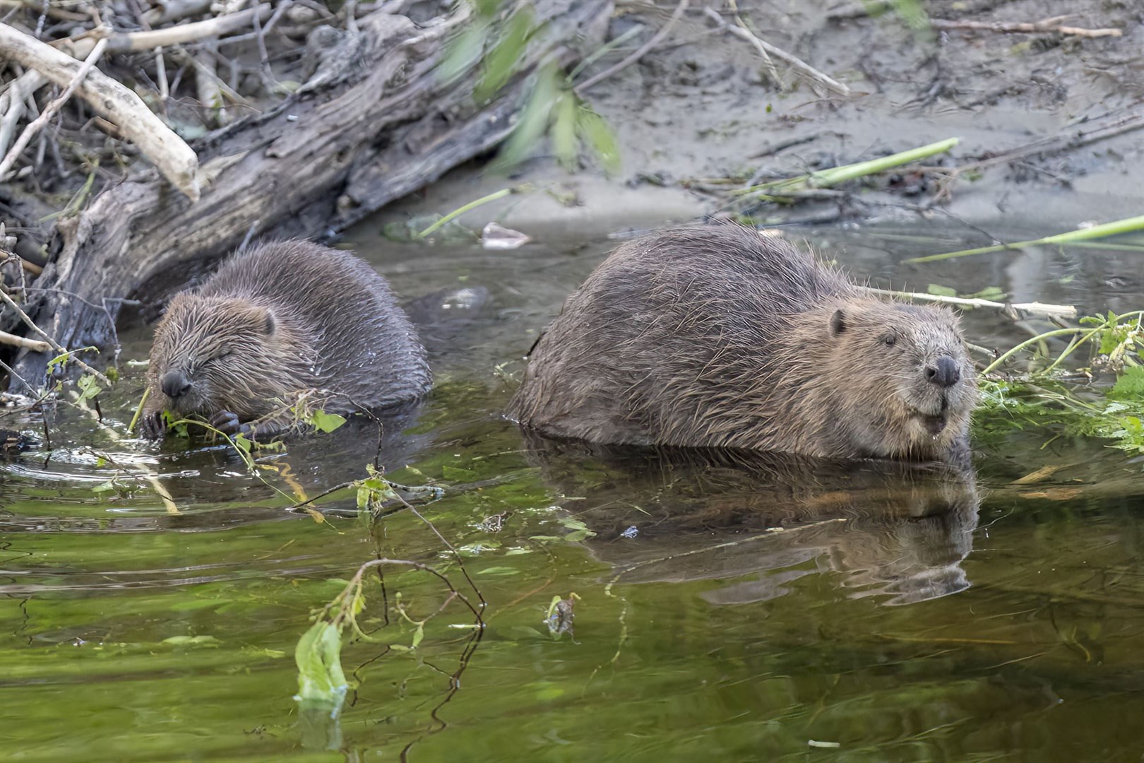 Beavers will be returning to Badenoch and Strathspey within weeks. Picture: Elliot McCandless.