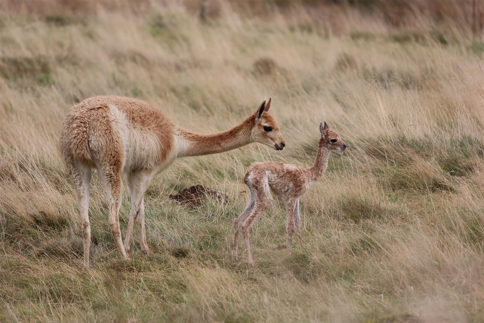 MIND HOW YOU GO, NOW: Mum points the way for the newcomer. All pictures courtesy of RZSS.