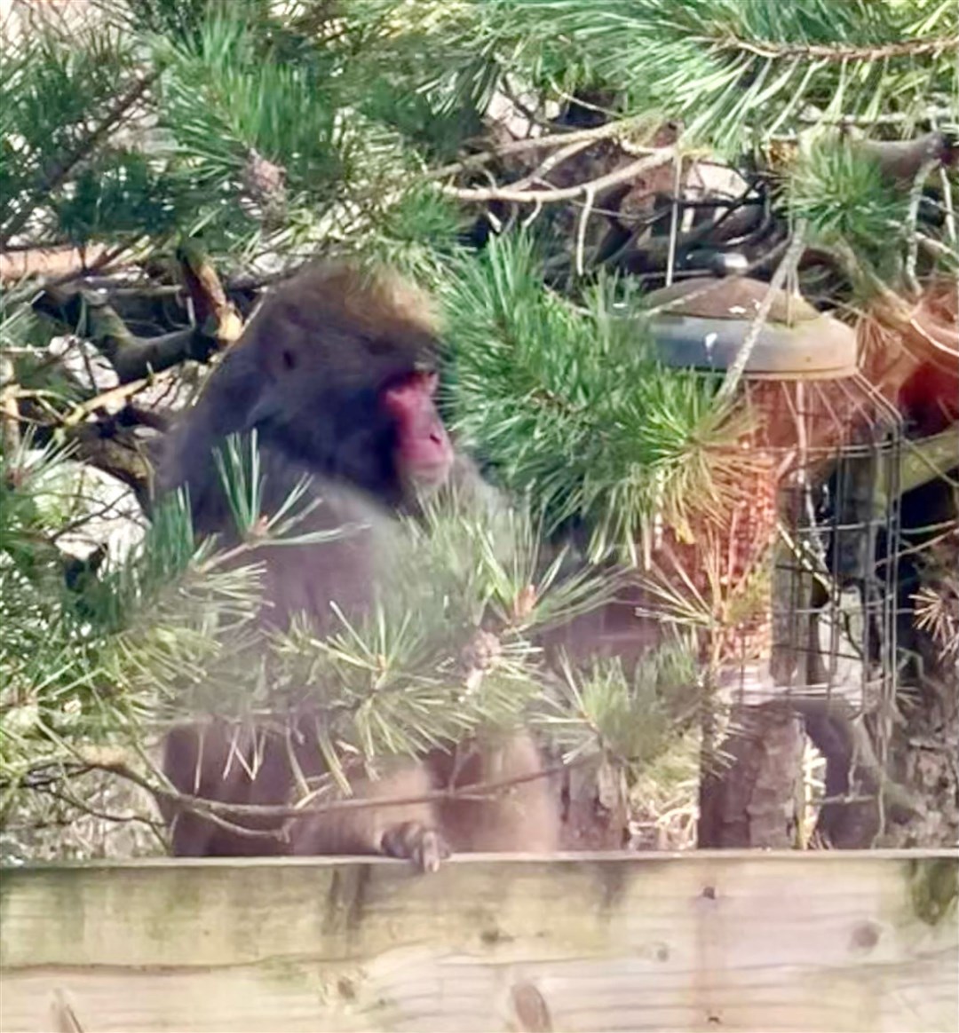 The monkey feels peckish and attempts to use the birdfeeder at the Nagles' place in Kincraig. Picture Carl Nagle.