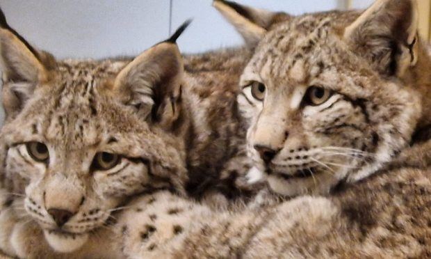 Safe: two of the cats huddle together at Edinburgh after their ordeal in Badenoch (RZSS)
