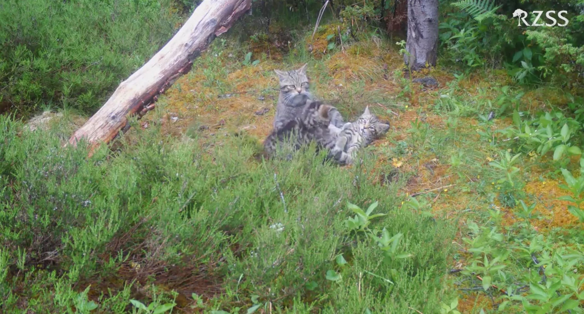 Lossie and three of her kittens.