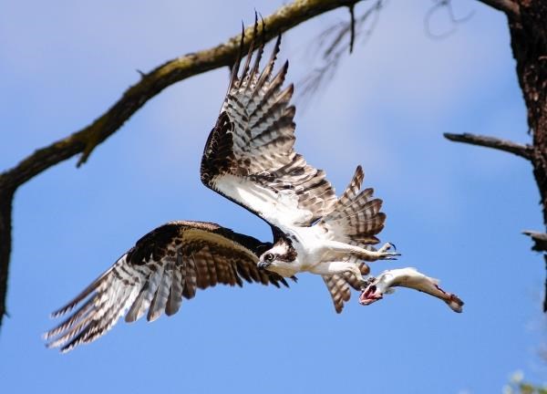 Osprey, Ospreys, Loch Insh, Insh Marshes, RSPB