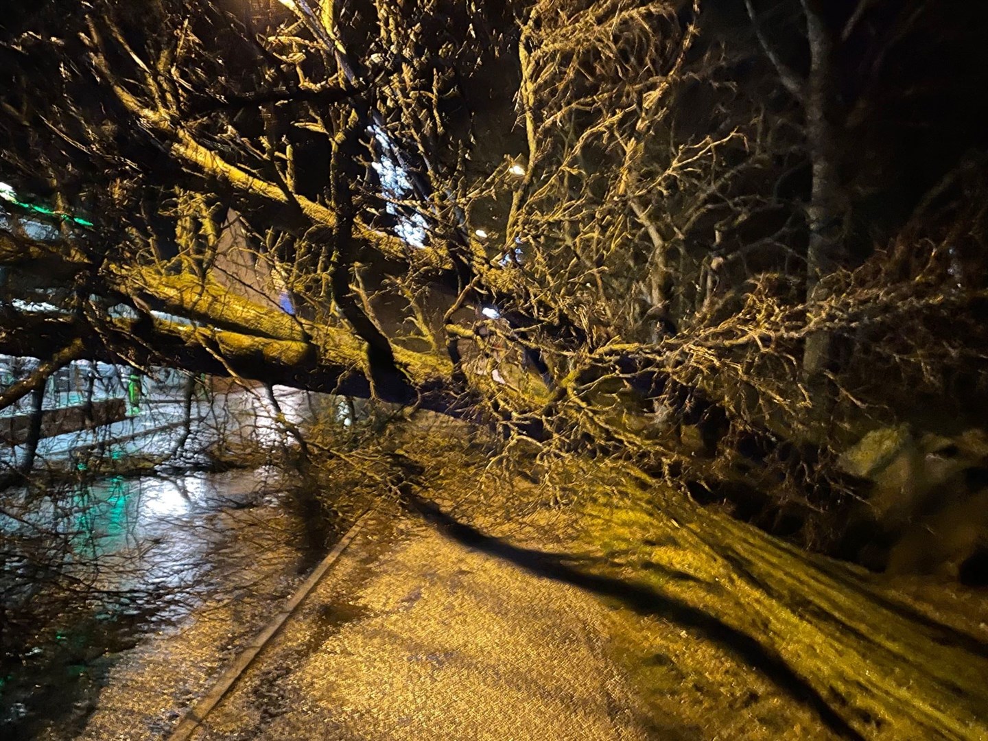 The giant tree blocking Grampian Road has two main trunks.