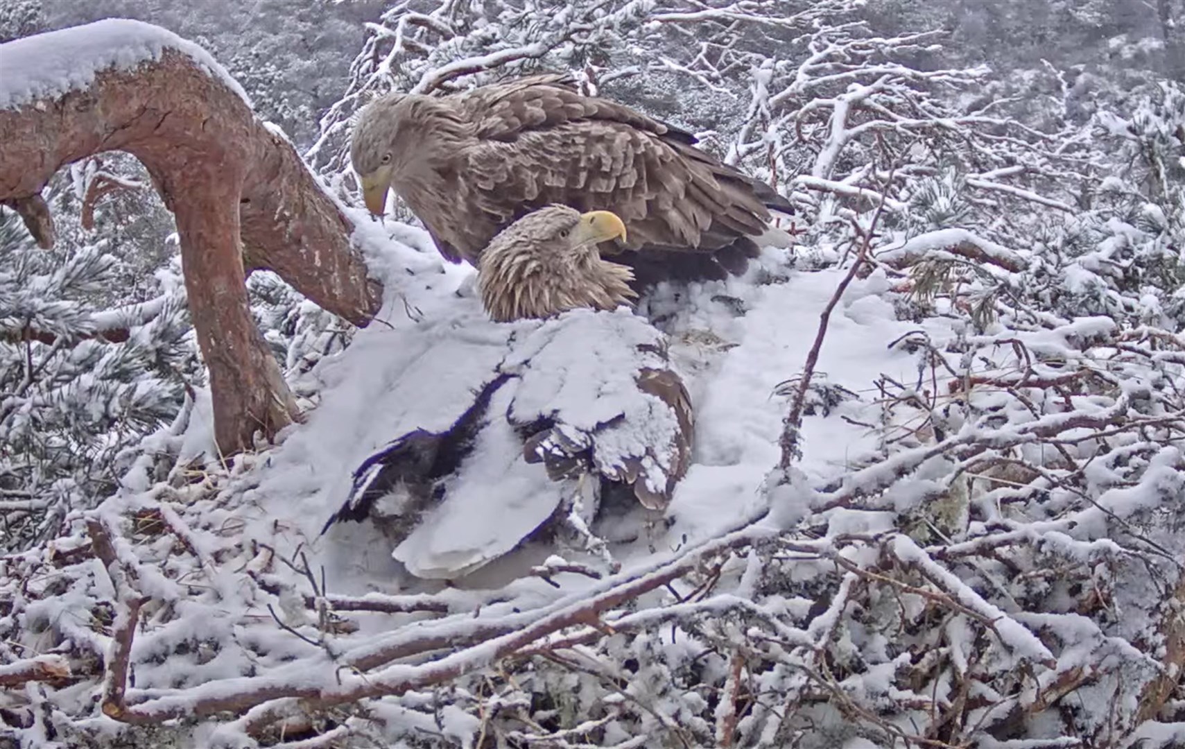 Female brooding two eggs, with a male standing by. Picture: Jess Tomes