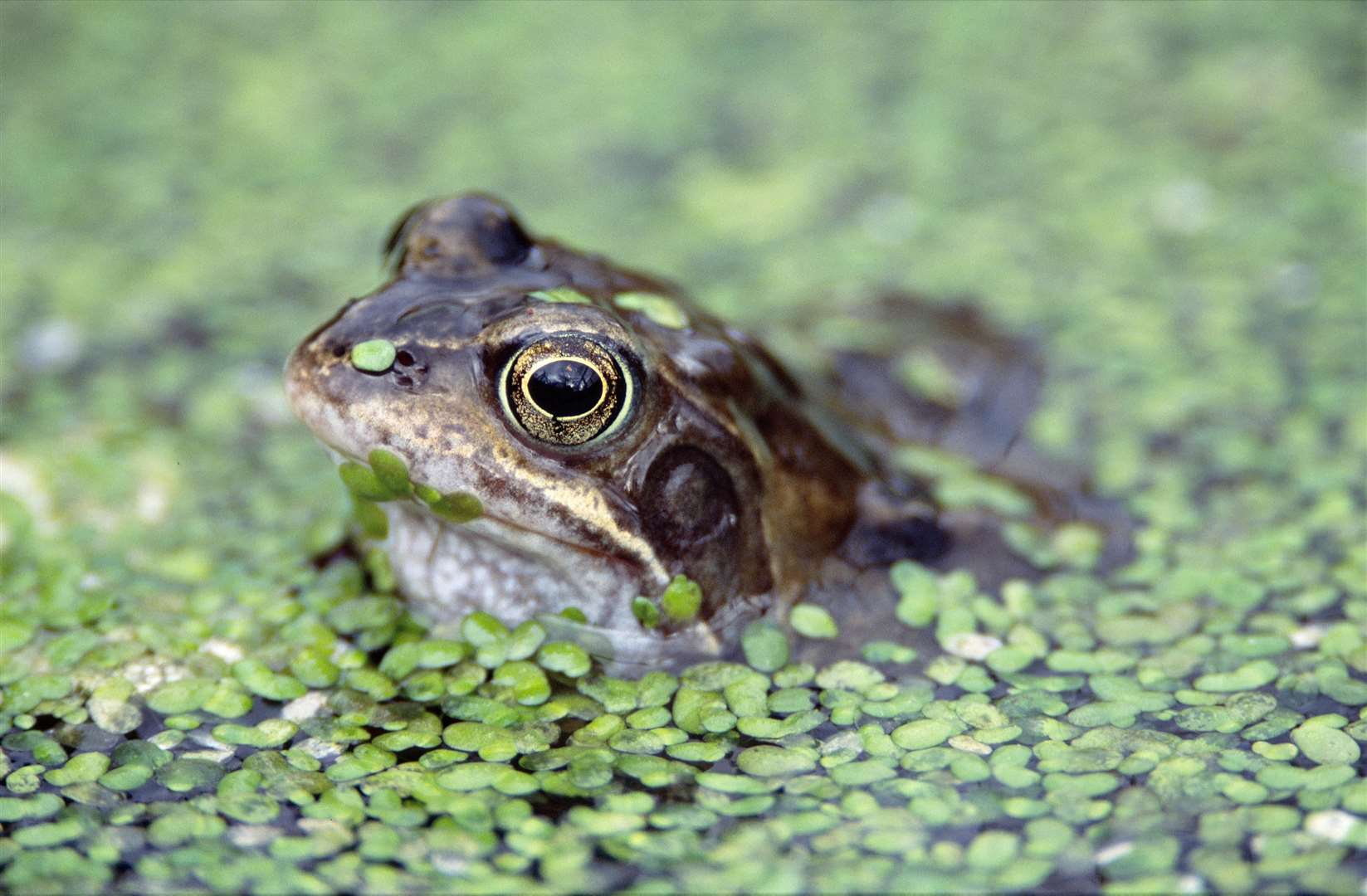 Common Frog. ©Lorne Gill