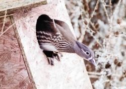 A female mandarin duck peers out of the nest box at the male, unseen below.