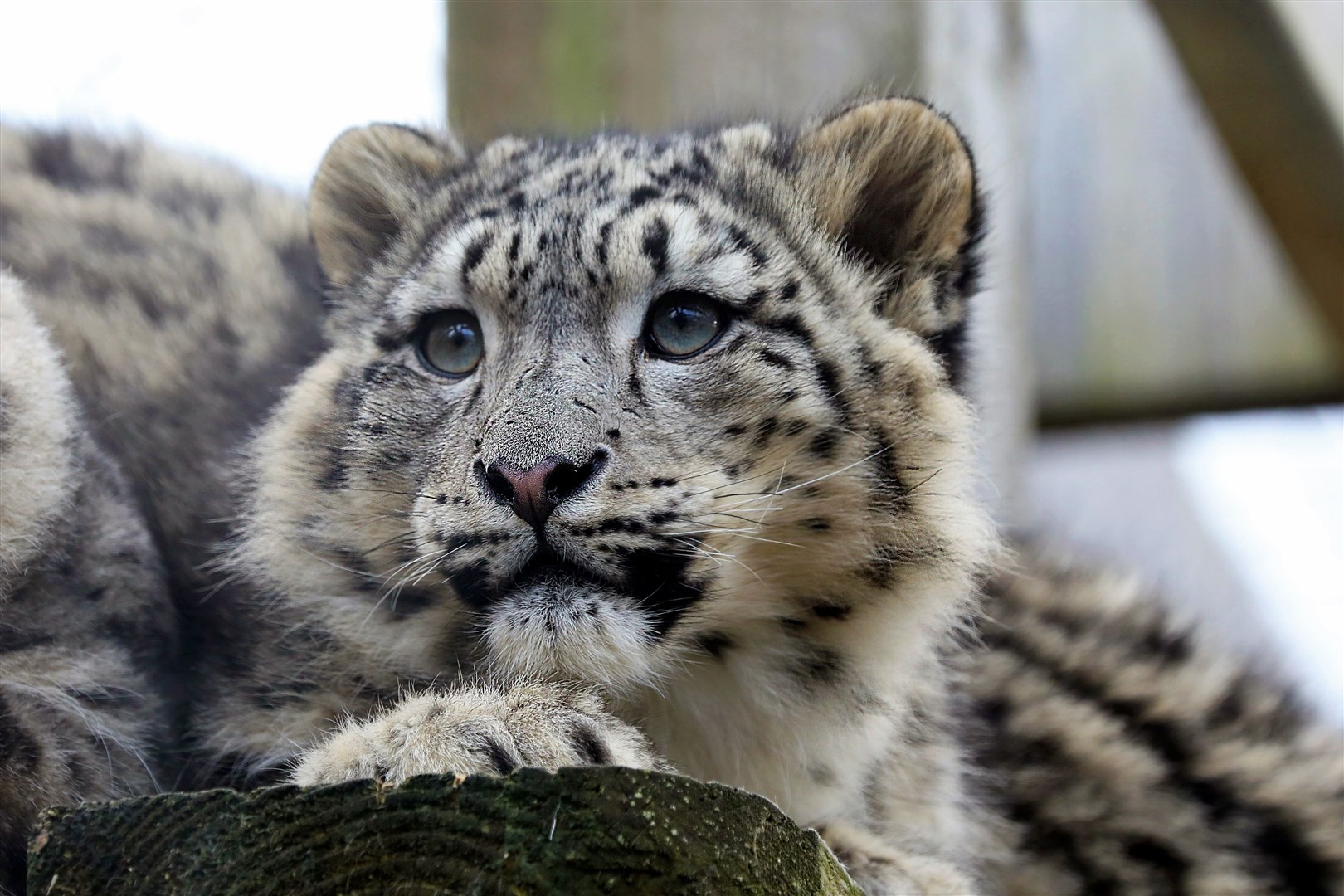 The snow leopards are a must-see attraction at the Highland Wildlife Park.