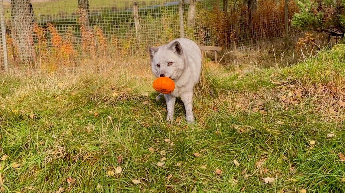 Have I got something on my lip asks Sarah the Arctic Fox? Yes.. Picture: RZSS.