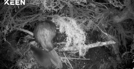 The first sight of a will newborn beaver kit in the Cairngorms National Park for four centuries. The new arrival is bottom left in the picture next to mum.