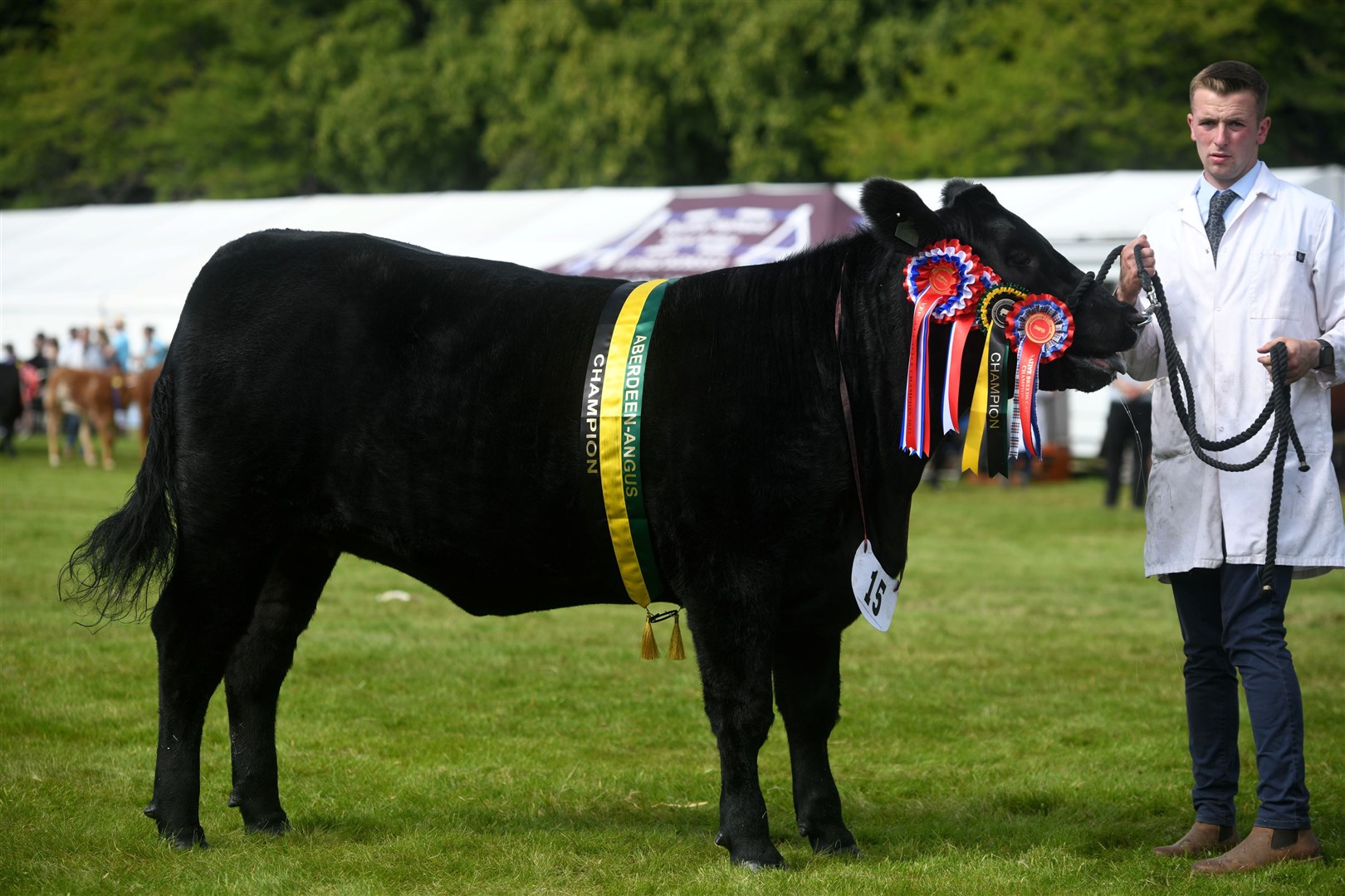 Star of the show Newton-Struthers Espresso with Graeme Rhind in the showring. Picture: James Mackenzie.