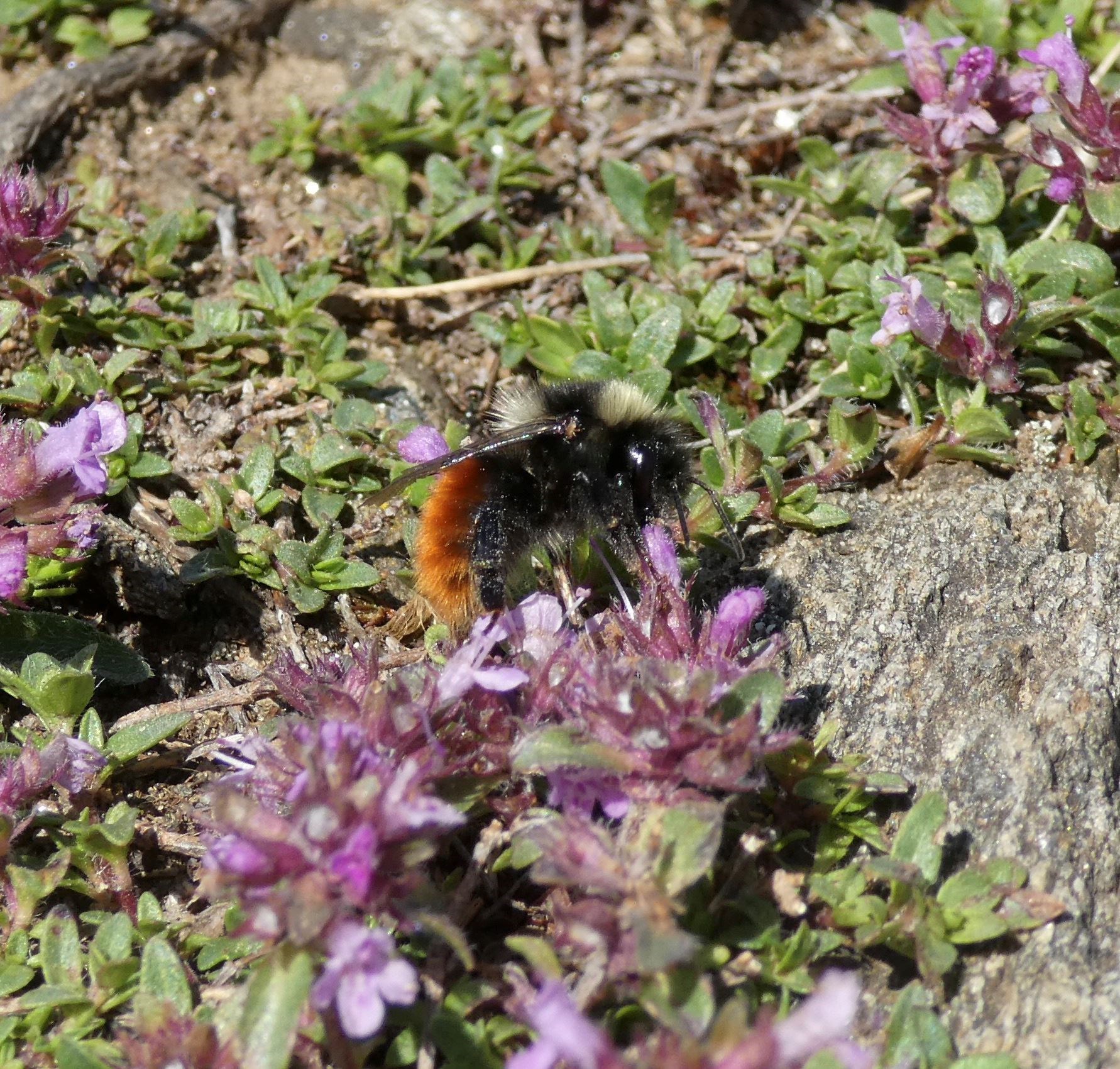 Reports of the Blaeberry bumblebee (Bombus monticola) are being sought. Picture: Jamie Buxton-Gould.