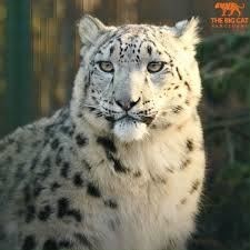 Koshi is due to arrive at his new home in the Highlands next week.