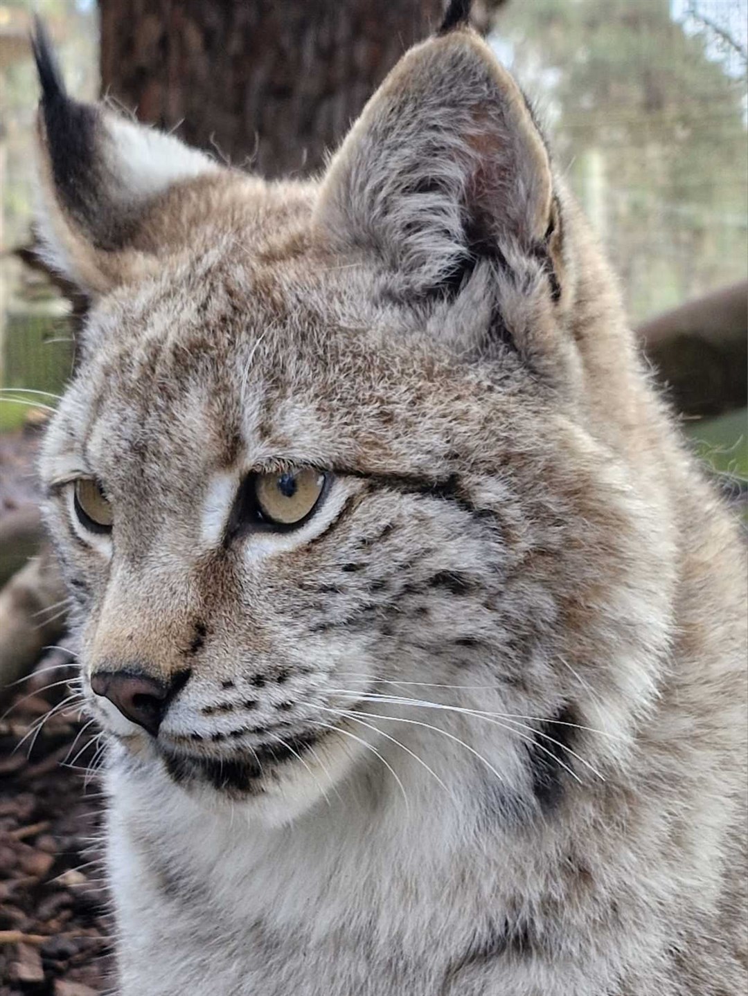 A portrait shot of Lynx C. Picture: RZSS.