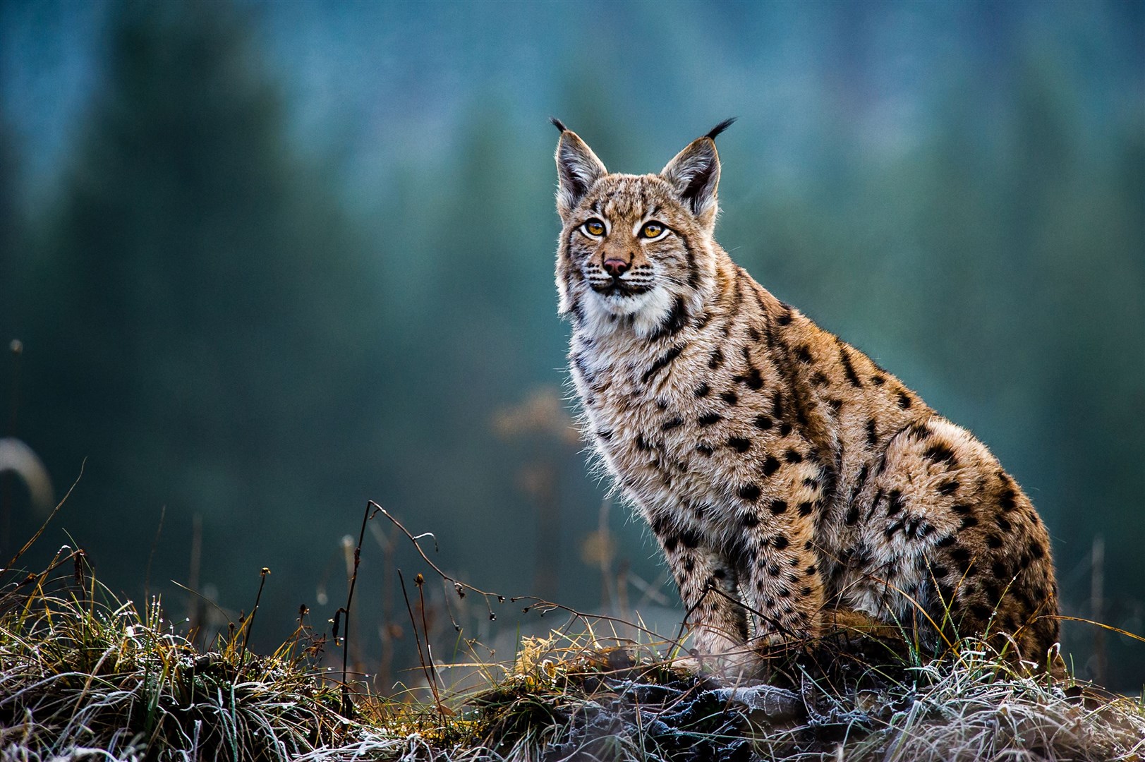 The debate has been running for several years now on the reintroduction of the Eurasian lynx to Scotland.