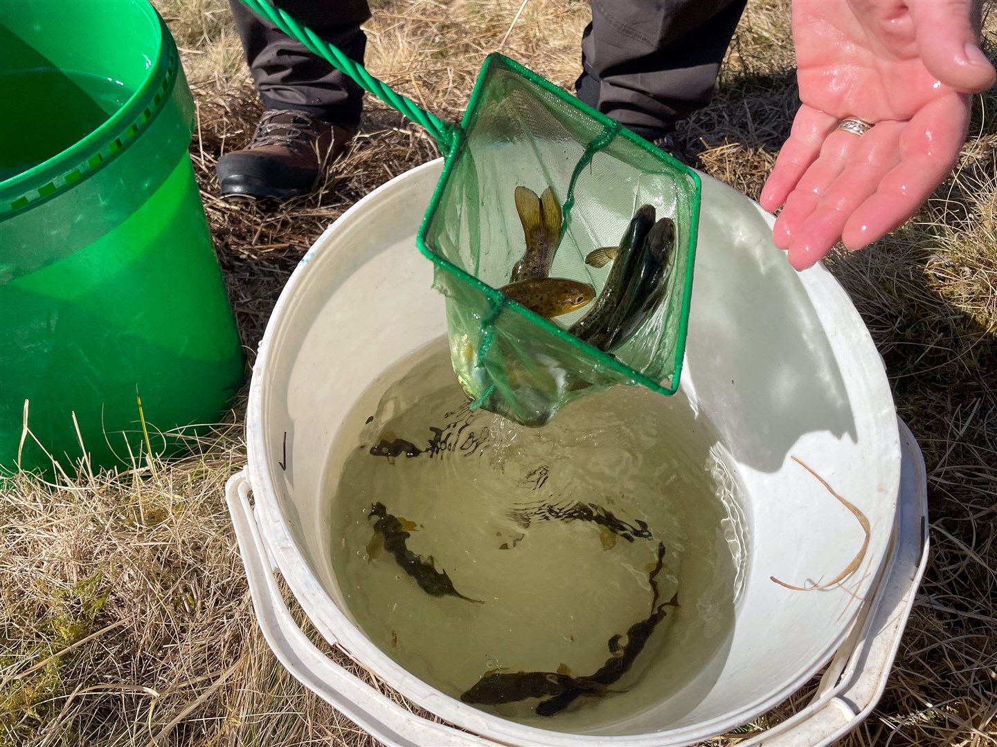 Smolts being collected. Photo: Spey Fishery Board