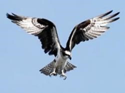 The RSPB at Loch Garten has been monitoring the migration of ospreys for a number of years