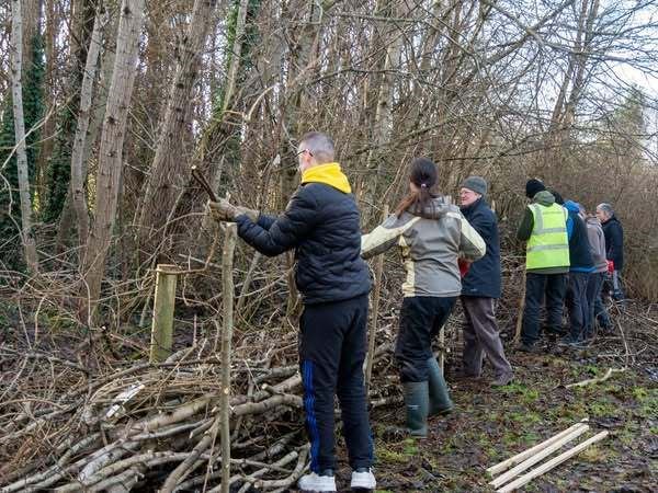 Making dead hedge fencing.