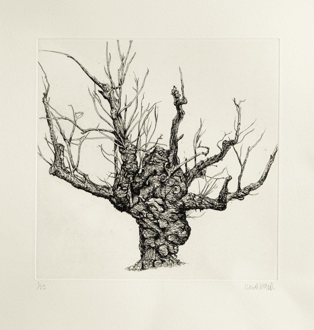 All her own work: Isabel McLeish's Wych Elm of Beauly Priory
