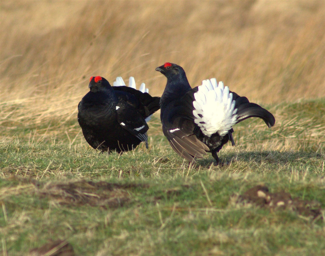 Black Grouse