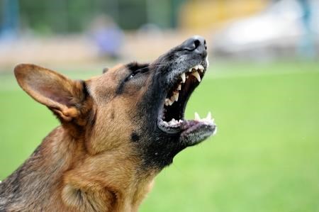 German Shepherds were amongst the worst offenders