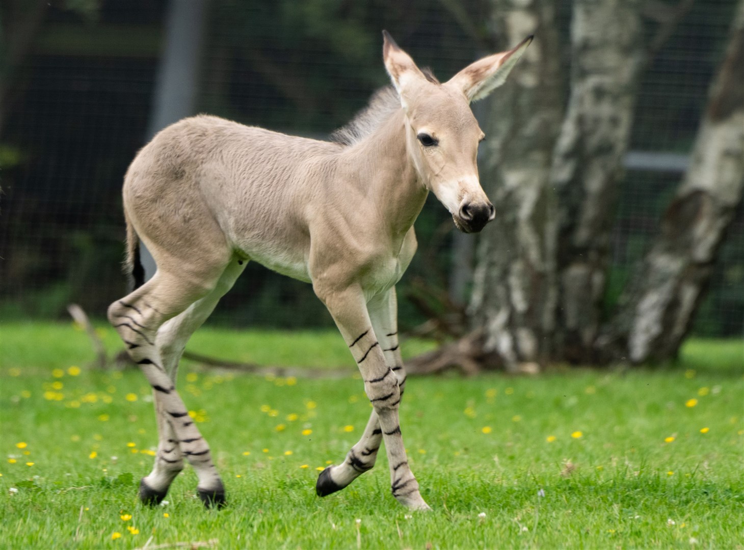 The newly-born foal does not have a name yet (Marwell Zoo/PA)