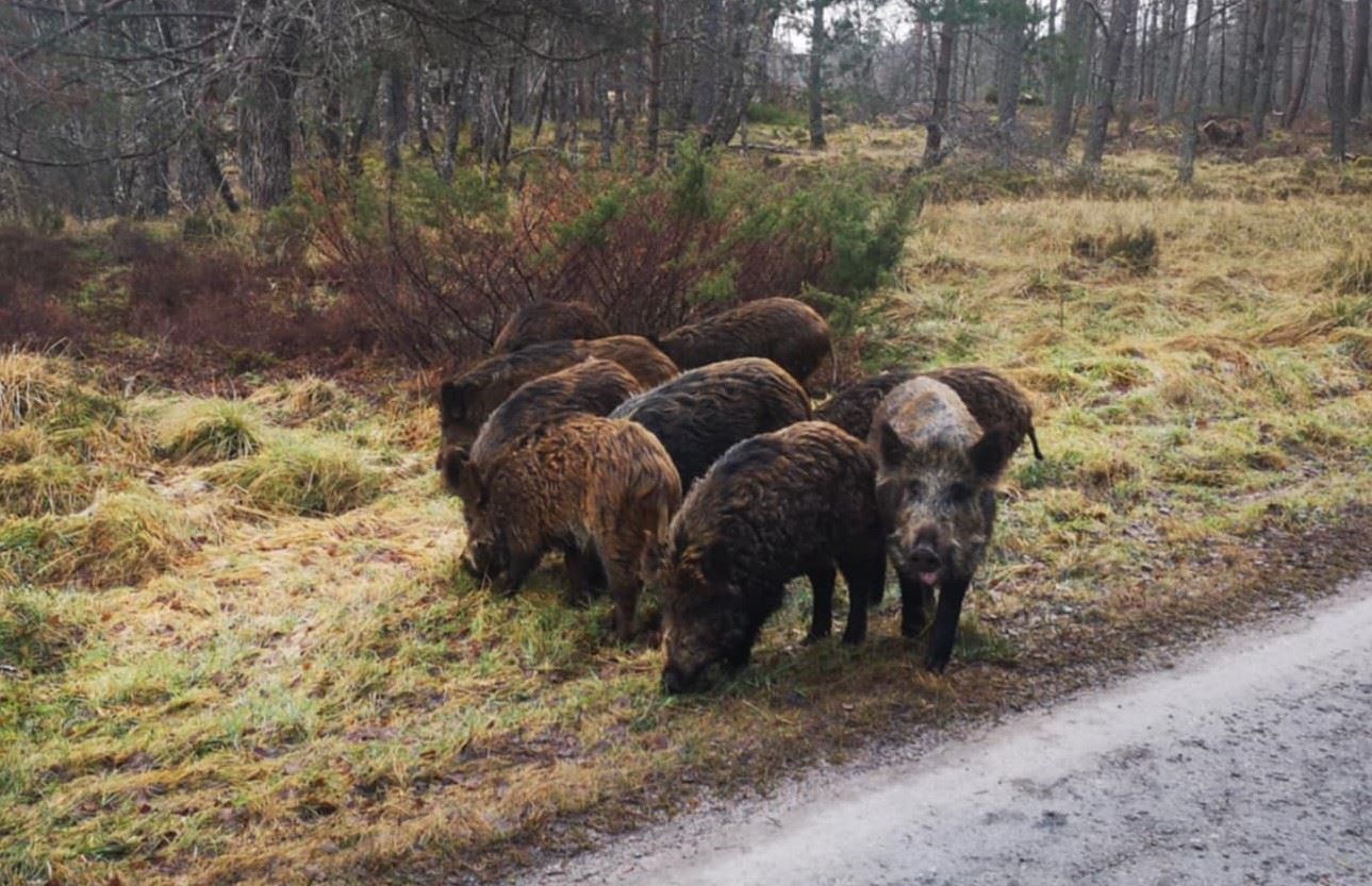 CULLED: The first of the herd, rounded up on Wednesday afternoon, have been humanely killed. Are those still in the area part of that herd or simply new illegally-released in another reckless and dangerous act of purported rewilding?