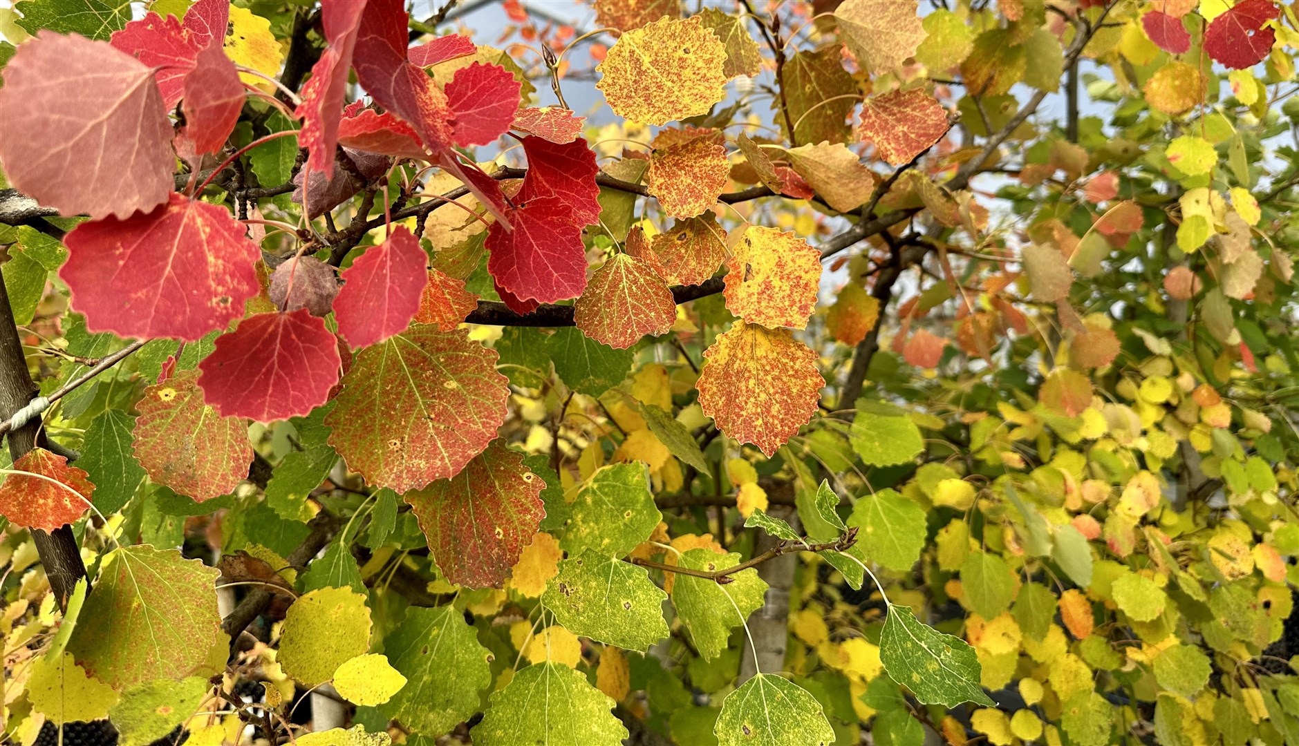 Aspen autumn: what's not to love? (Trees for Life)