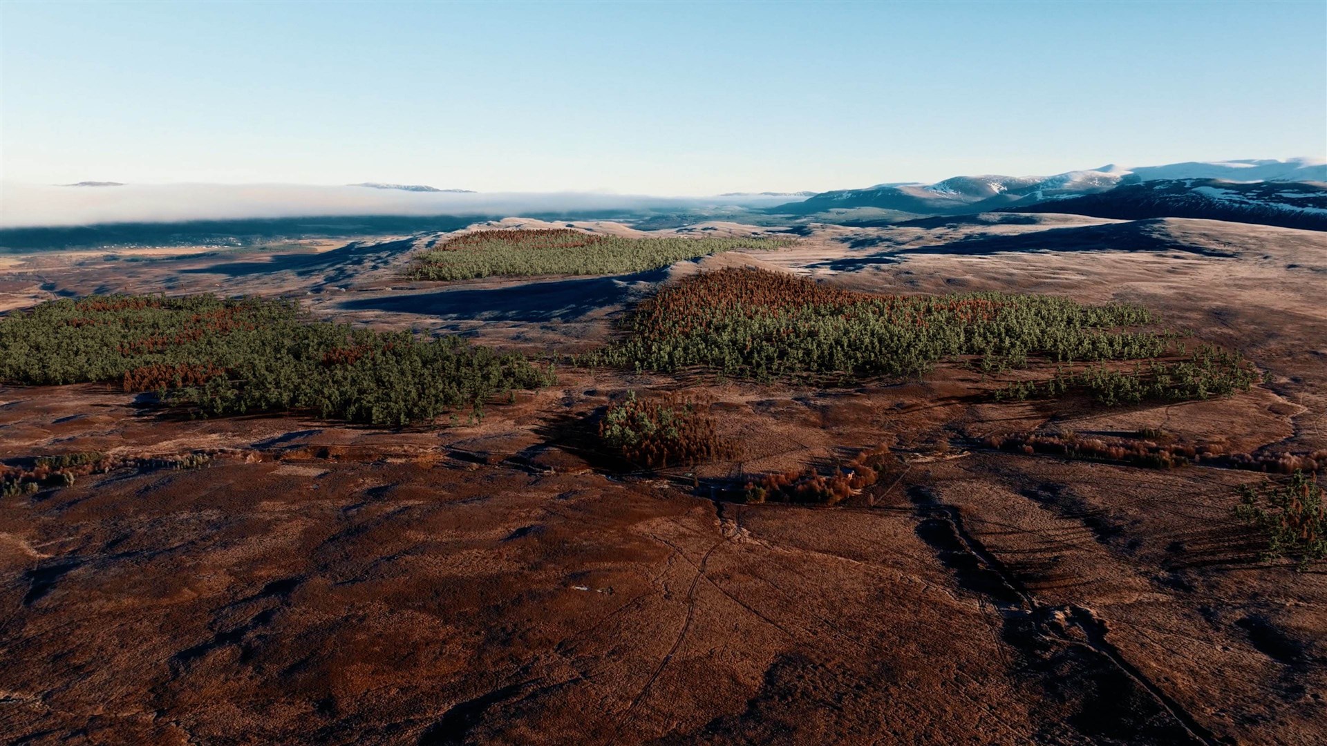 Around 1.2m trees have been planted on the estate by its 'green laird'.