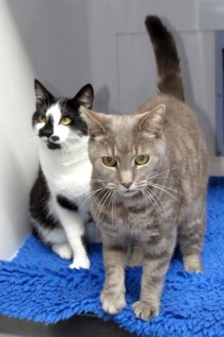 The local Cats Protection charity is on hunt for volunteer for key role.