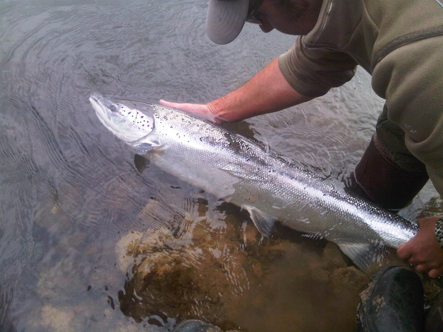 Angling: not the primary cause of wild salmon decline, says Ariane Burgess