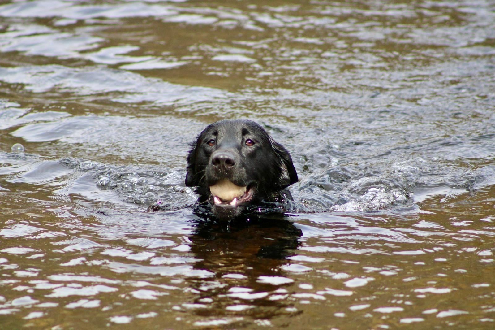 IN AT THE DEEP END: Caution is being advised near open water.