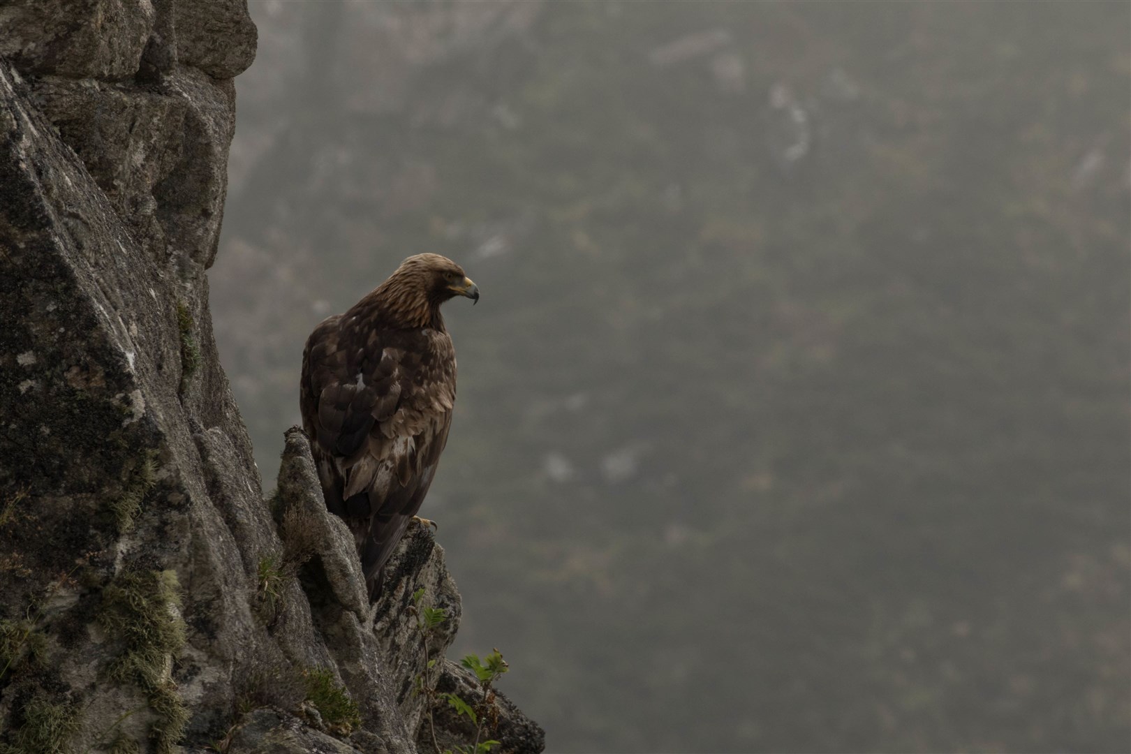 Mr Ross said he hopes birds of prey know where the park boundaries are.