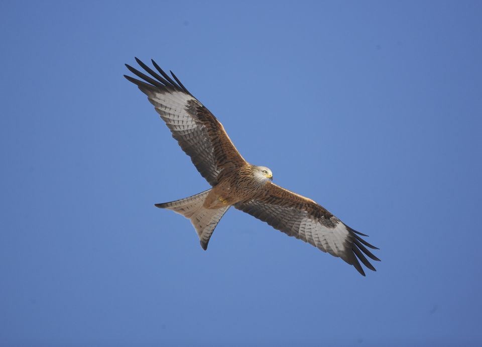 TARGET: A red kite in full flight. Picture David Pierce.