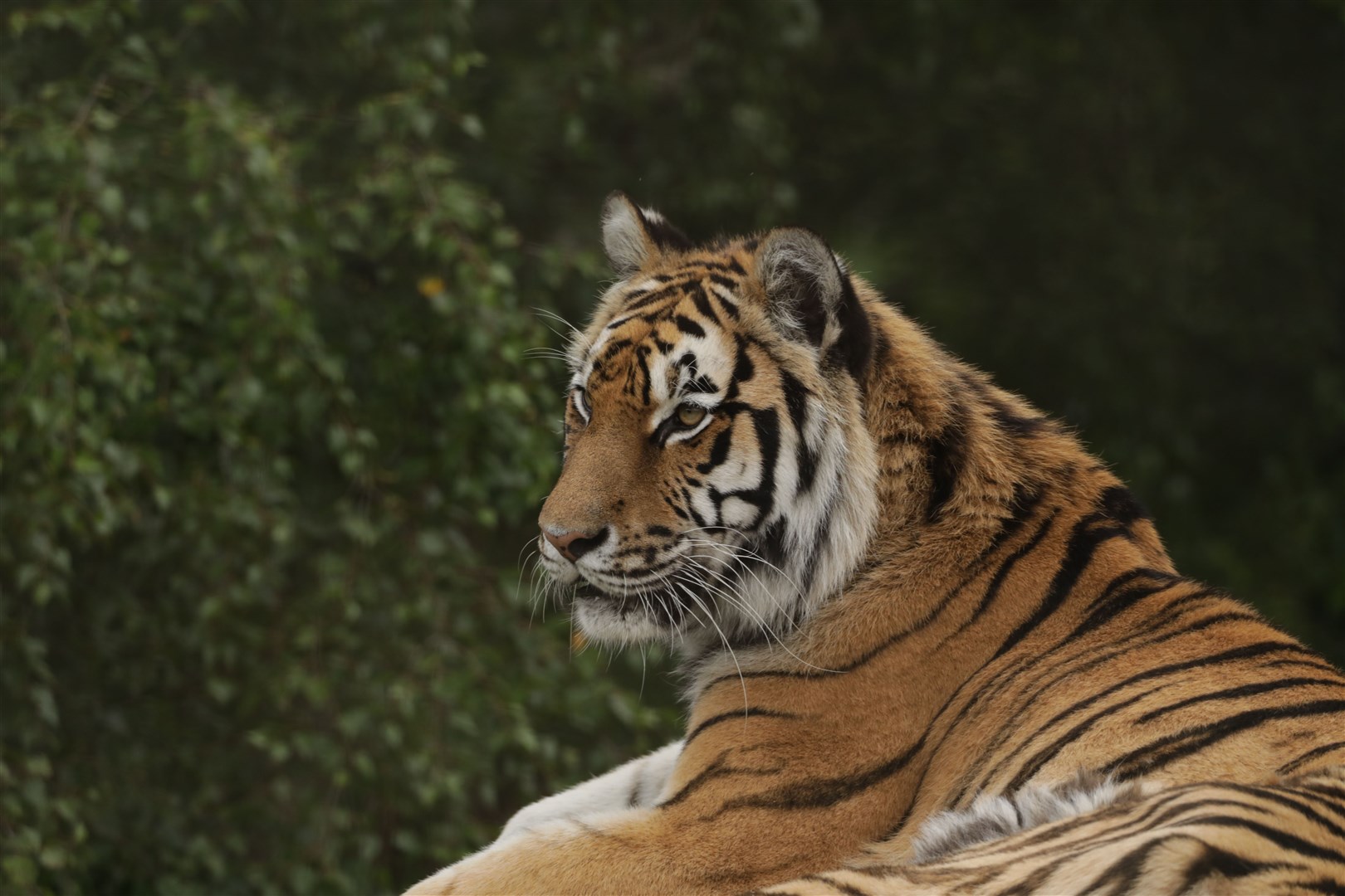 Amur tiger Dominika at the Highland Wildlife Park. Picture: RZSS.