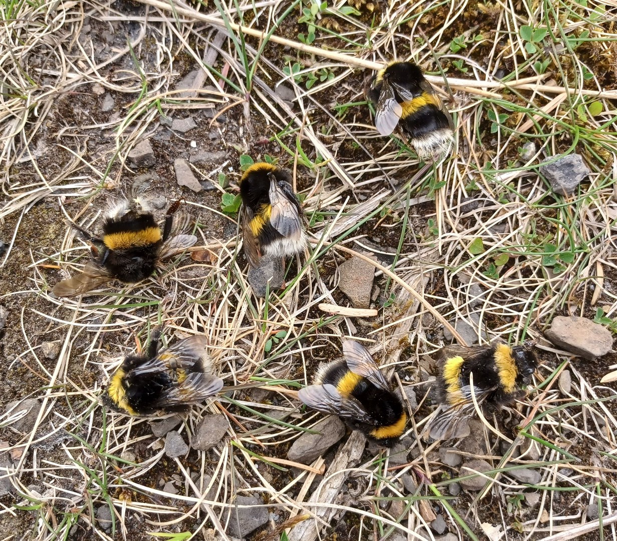 White-tailed bumblebees.