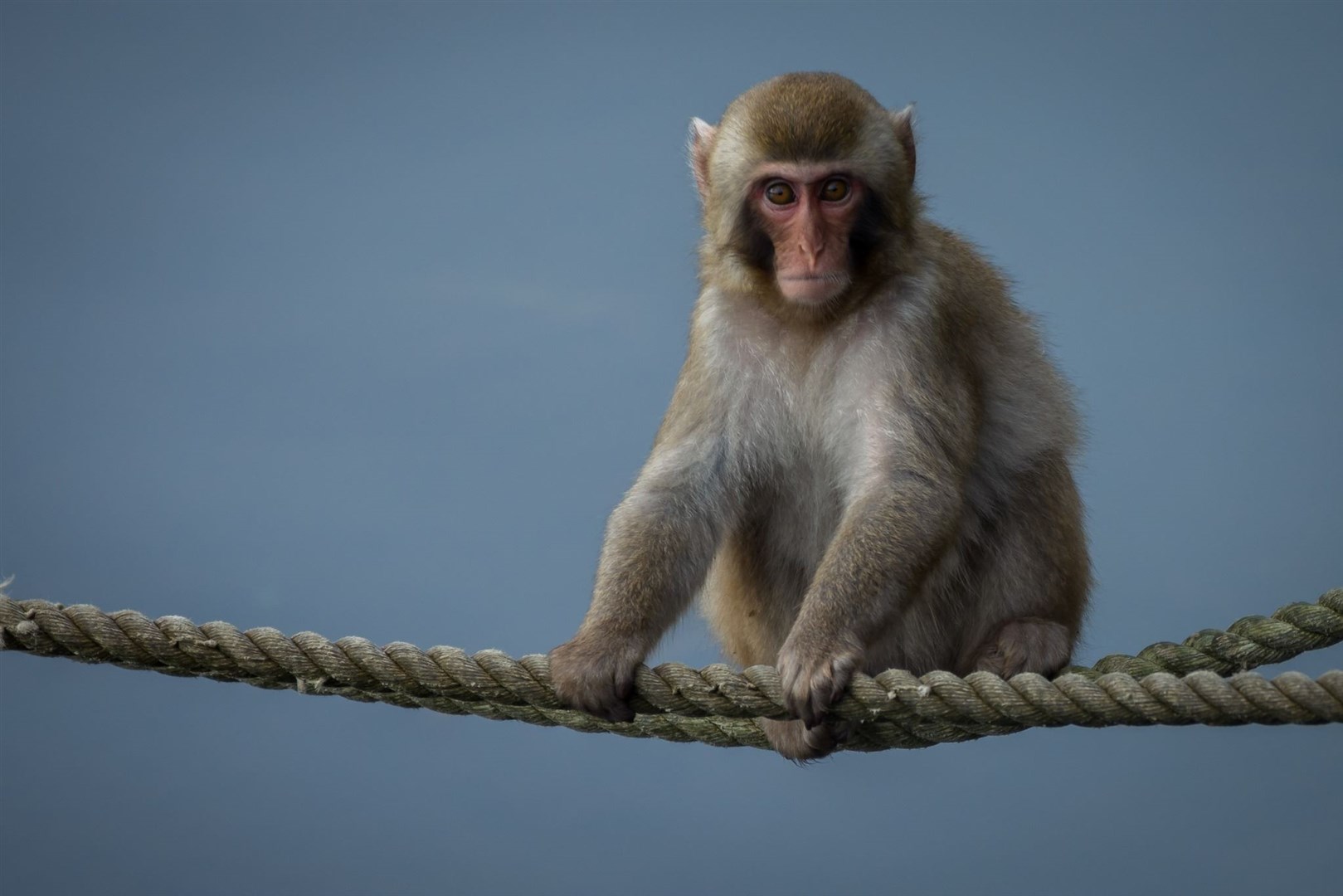 A Japanese macaque like the one which broke out from the Highland Wildlife Park. Picture: RZSS.