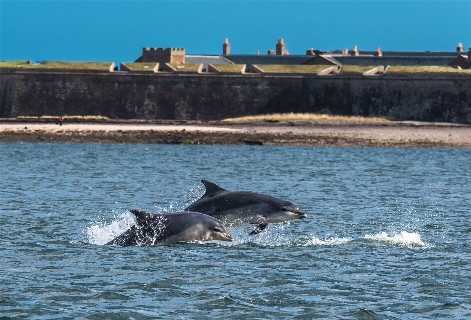 Bottlenose dolphins jumping in the Moray Firth by Fort George.