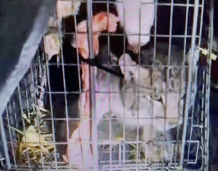 Recaptured: one of the first two lynx caught (RZSS)