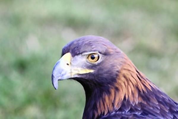 RSPB wants interests of wildlife to be looked after in planning