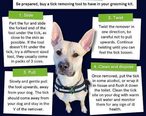 Quick guide... ticks should be removed from pets as soon as they are discovered. Graphic: Jerry Green Dog Rescue.