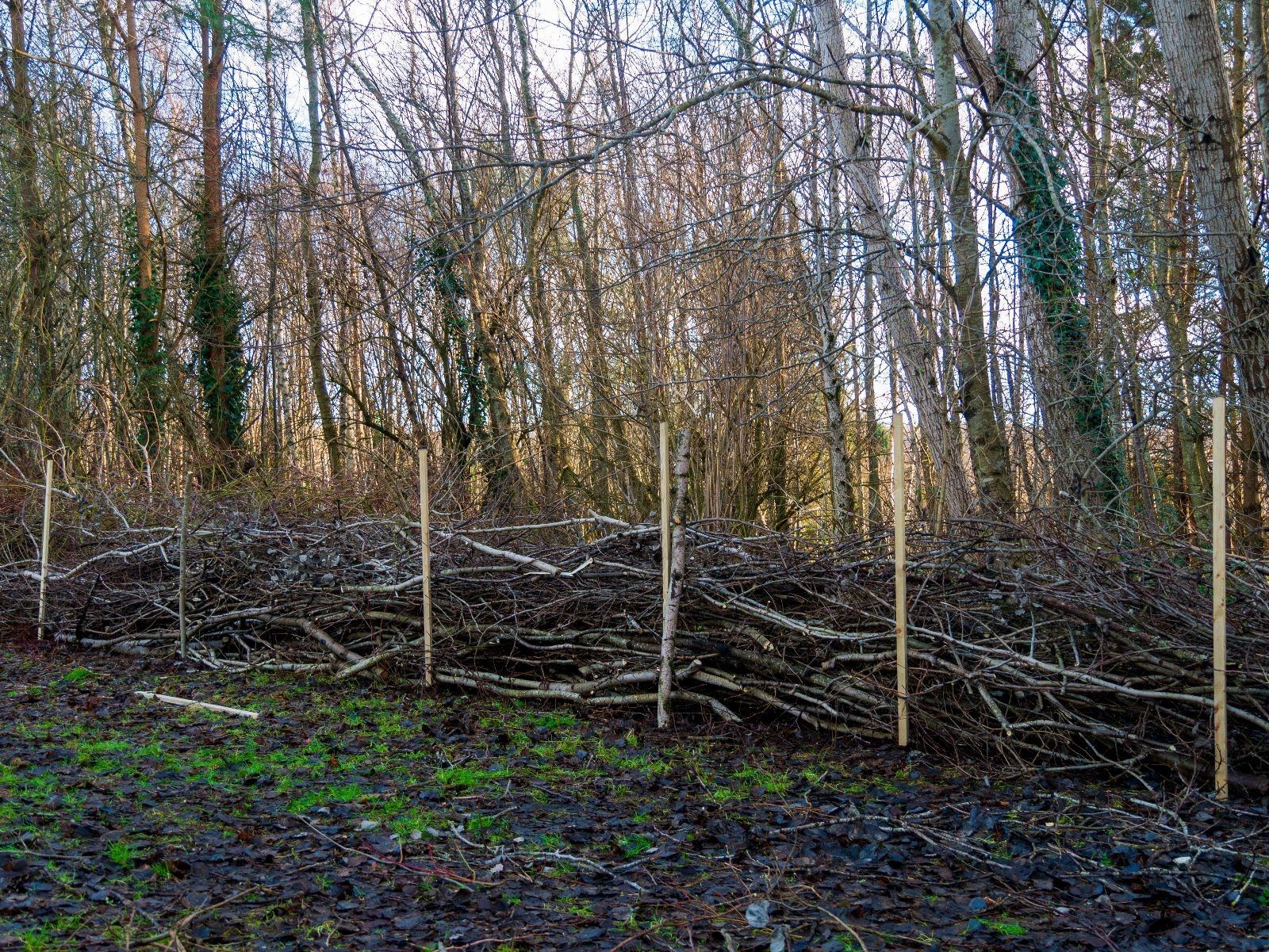 Making dead hedge fencing.