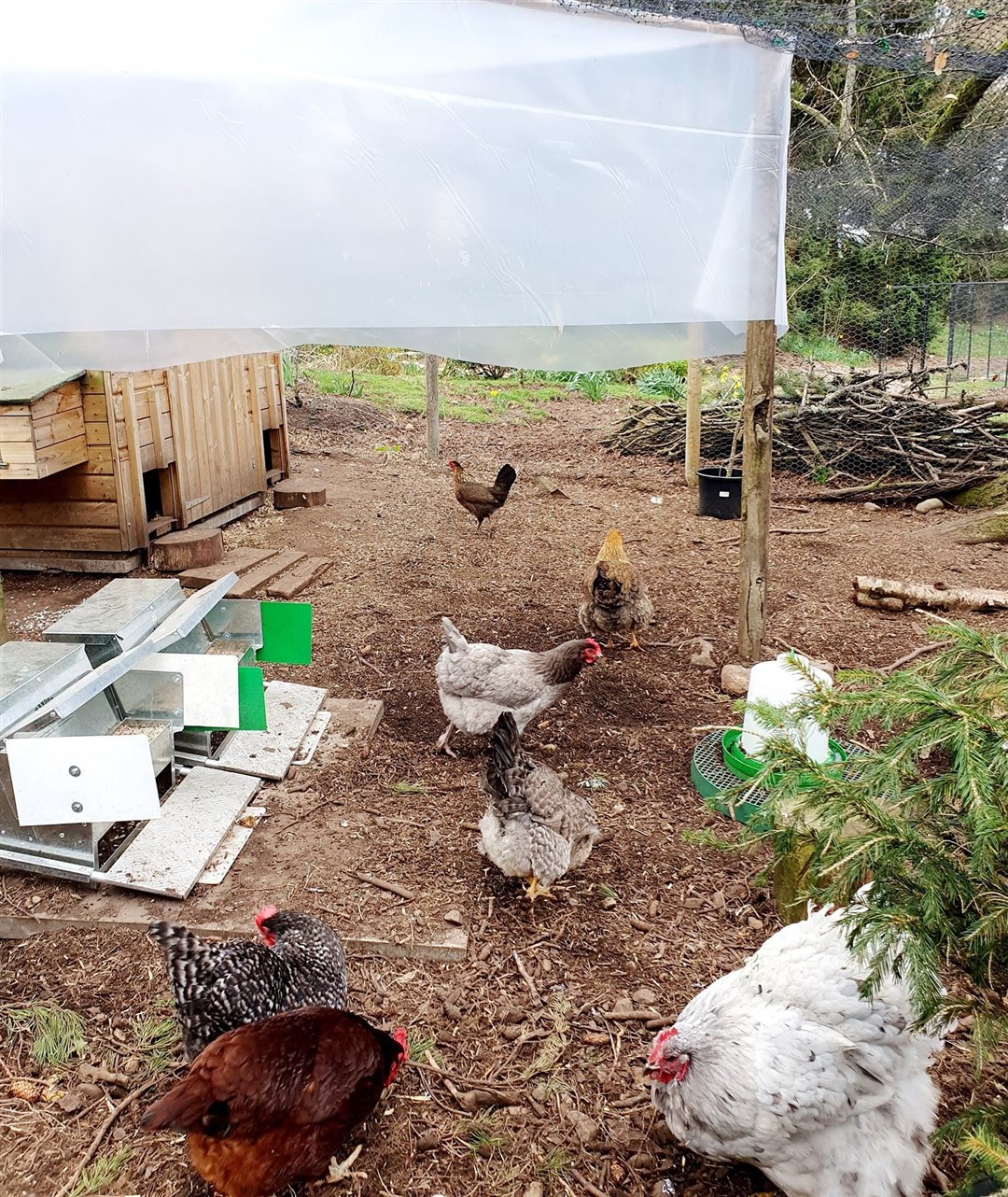 Mr and Mrs Bulloch's hens before the disease struck.