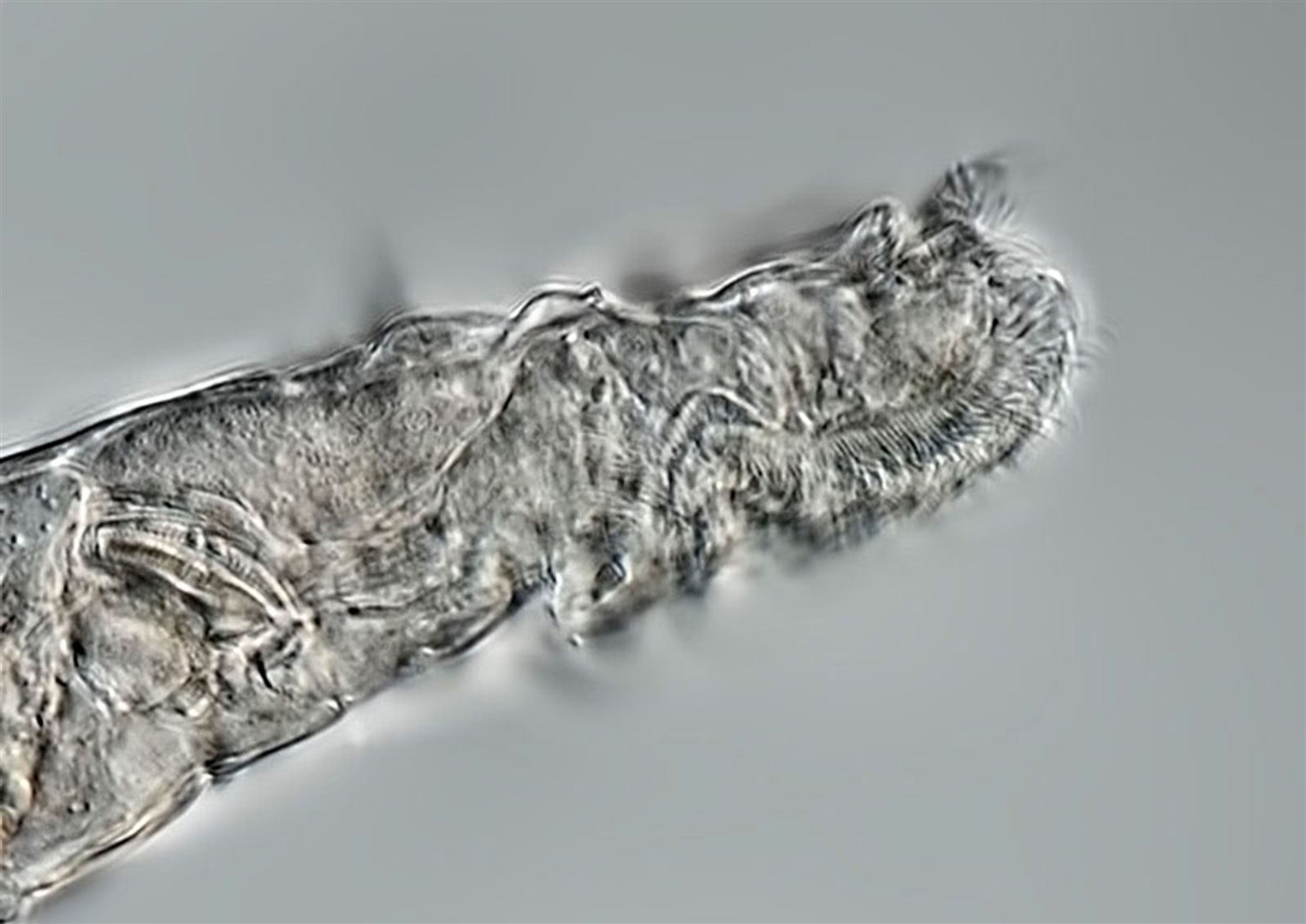 Bdelloid rotifers, tiny multicellular animals recovered from permafrost found to be 24,000 years old (Michael Plewka/PA)